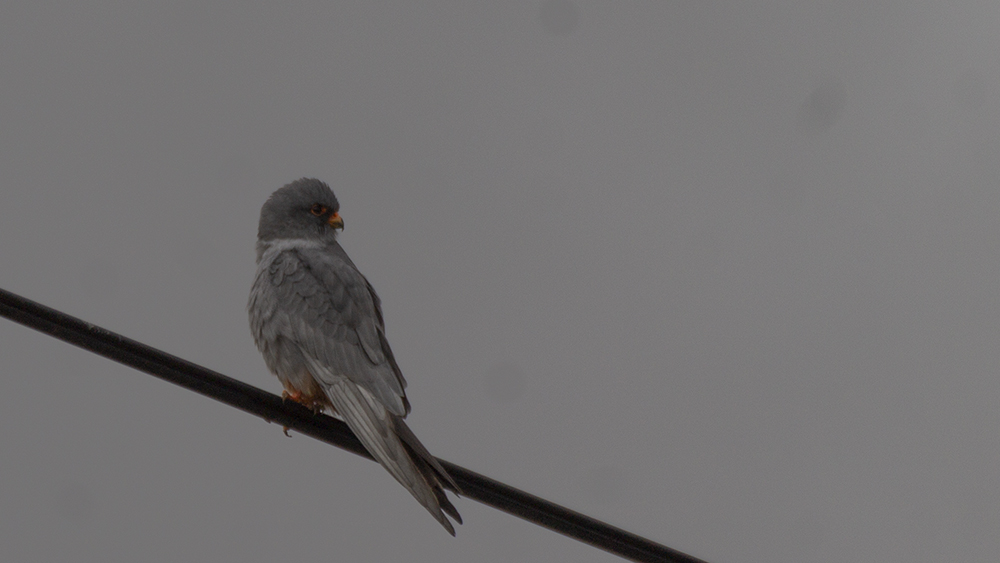 Red-footed Falcon
